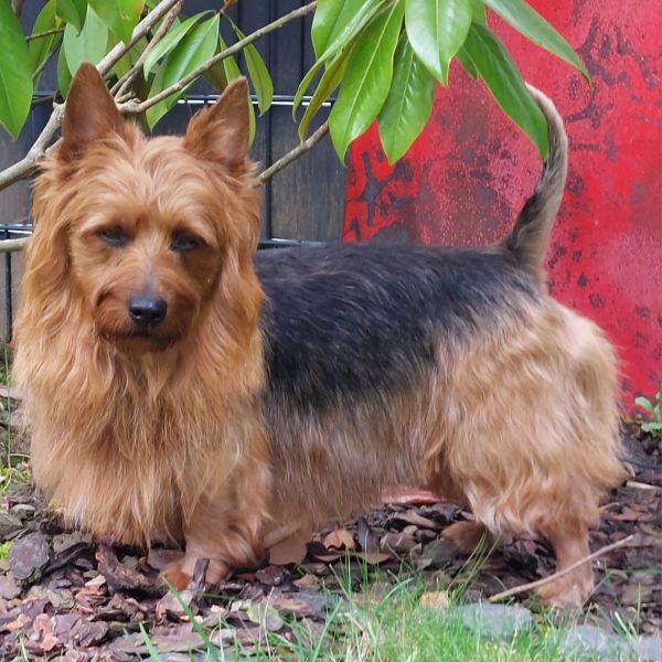 Australian Terrier Deckrüde Athan Baywind’s Terrier