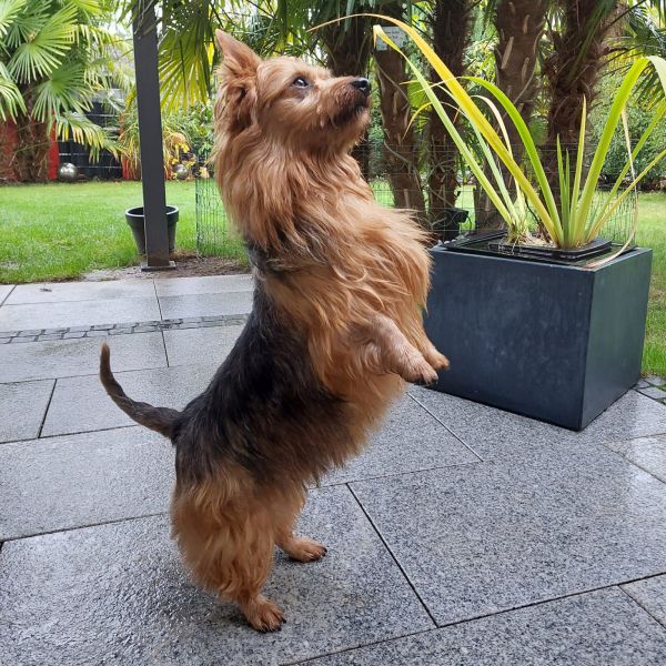 Australian Terrier Deckrüde Athan Baywind’s Terrier