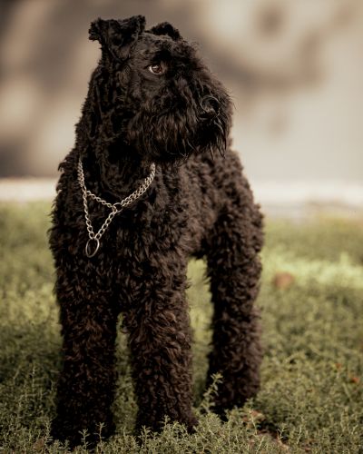 Kerry Blue Terrier Treffen in Bad Orb 2024 24