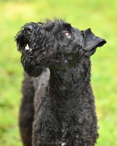 Kerry Blue Terrier Treffen in Bad Orb 2024 20