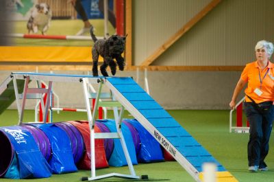 Kerry Blue Terrier Treffen in Bad Orb 2024 19