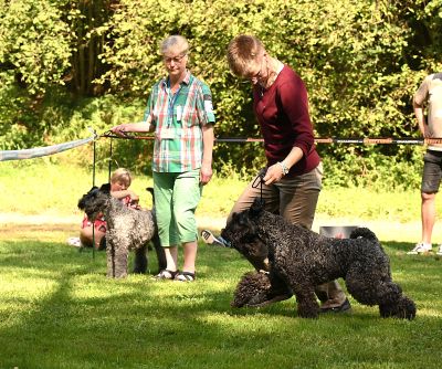 Kerry Blue Terrier Treffen in Bad Orb 2024 16