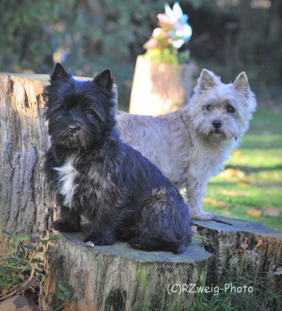 Cairn Terrier - Rassebeschreibung, Adressen und viele Fotos