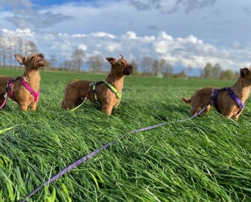 Drei Irish Terrier halten ihre Nasen in den Wind