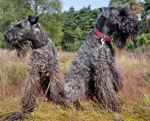 Kerry Blue Terrier of Bluebell Cottage