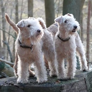 Lakeland Terrier Beards and Tails